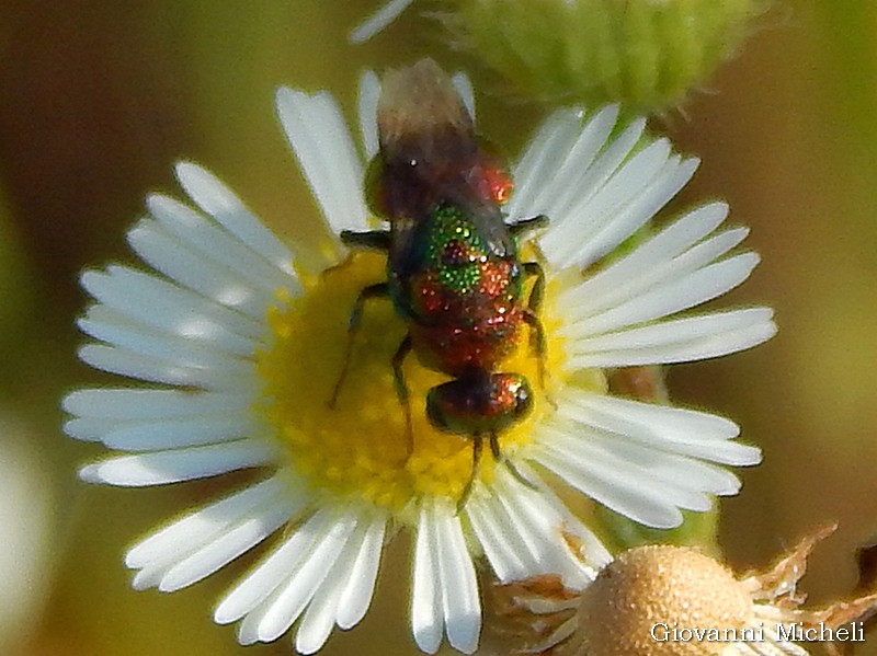 Chrysididae: Hedychrum cfr. niemelai m. (foto 1 e 2) e H. rutilans m. e f. (3 e 4)